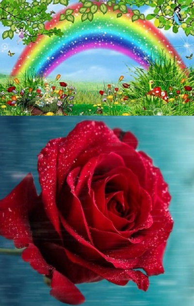 Beautiful Rainbow Rose